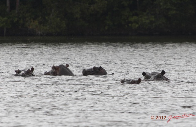 205 LOANGO Inyoungou Lagune Ngove Hippopotame Hippopotamus amphibius 12E5K2IMG_79447wtmk.jpg
